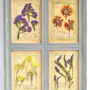 Decorazione murale con fiori pressati, cornice in stile country francese, quadri grigi, giardini di erbe aromatiche, erbario, grandi piante secche conservate, esemplari vintage