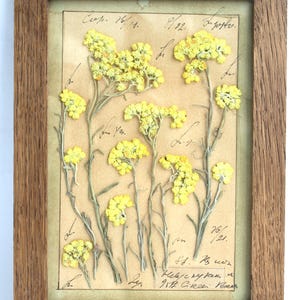 Arte con fiori pressati, fiori secchi incorniciati, decorazioni da parete selvatiche secche, foglie secche, arazzi rustici in legno da fattoria, arte botanica con erbe aromatiche.
