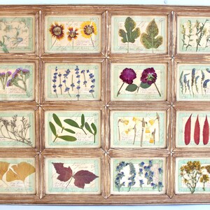 Cornice con fiori pressati, fiori secchi, decorazione da parete per casa in stile rustico, set di erbari vintage, camera da letto con campioni botanici, erbe aromatiche incorniciate