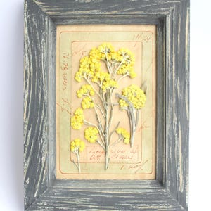 Erbario regalo arte botanica fiori incorniciati, cornice per campioni vintage fiori selvatici secchi floreali, piante pressate pittura murale appesa cucina