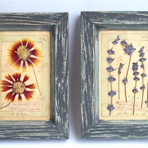 Set di 2 cornici blu con fiori secchi, decorazione da parete in stile fattoria con Gaillardia, erbario botanico vintage per la casa, lavanda secca rustica per piccola cucina