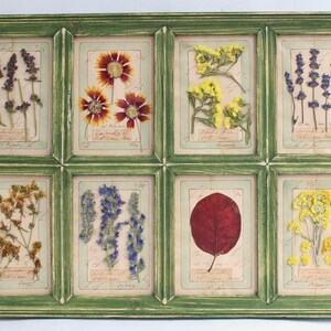 Grandi quadri con fiori secchi e pressati, cornici da parete, bar vintage per erbe aromatiche, opere d'arte con piante secche incorniciate, veri fiori francesi conservati