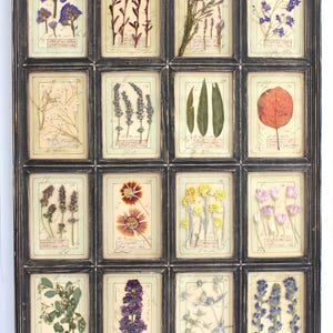 Cuadros herbolario decorativos en marco de madera – arte botánico con flores prensadas y hierbas secas