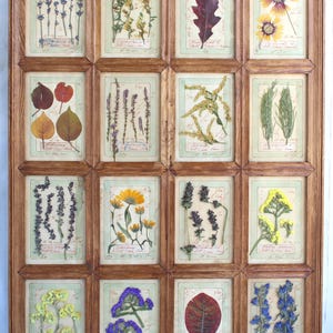 Fiori pressati da erbario, pittura di erbe essiccate, decorazioni floreali da appendere alle pareti, arte botanica da fattoria, piante incorniciate da cottage, piante vintage secche vere