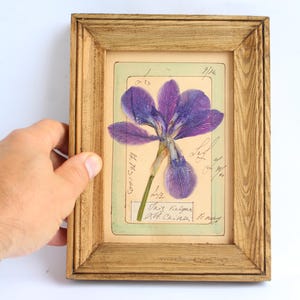 Könnte beinhalten: Ein rechteckiger Holzrahmen mit einer gepressten violetten Irisblüte auf cremefarbenem Papierhintergrund. Das Papier ist mit handschriftlichem kursivem Text und Zahlen versehen, darunter die Beschriftung Iris Velgan, auf einem hellgrünen Rand.