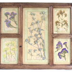 Fiori pressati in cornice, decorazioni da parete rustiche in stile fattoria, fiori secchi incorniciati, piante aromatiche vintage della campagna francese, esemplari secchi conservati