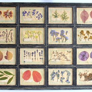 Decorazione da parete botanica d'epoca, fiori pressati incorniciati verticalmente, set di cornici con immagini di fiori secchi, vere erbe conservate, regalo di arte di vecchio erbario