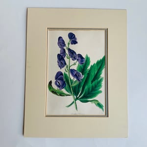 Antique Botanical Print, Aconitum Chinensis, Stratford Trevers