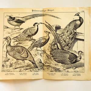 Vintage Germany Bird Print
