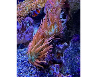 May include: A close-up of an orange and white clownfish swimming near a vibrant pink and orange sea anemone in a blue and purple coral reef.
