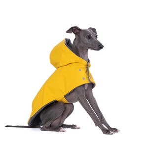 May include: A grey Italian Greyhound wearing a yellow hooded raincoat with a grey lining. The dog is sitting with its head turned to the right.