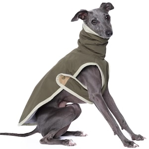 May include: A grey Italian Greyhound dog wearing a green and beige dog coat with a button on the side.