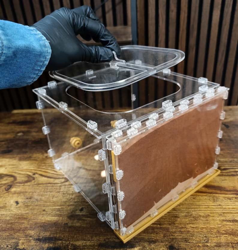 Ant Farm, Natural Sand–Clay Formicarium "Khodyky"