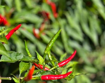 Rare Thai Chili Pepper Seeds: Spicy Fruity Flavor