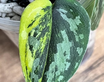Scindapsus Matcha (maharlika); Green on Green - Exact Plant; US