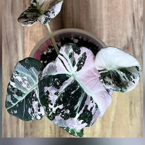 Alocasia Black Velvet Pink Corm (***One Corm Only***)
