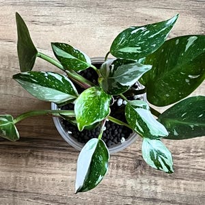 White Princess Philodendron