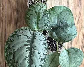 Scindapsus Assorted Bundle: Scindapsus Silver Lady, Scindapsus Silver Cloud, Scindapsus Exotica