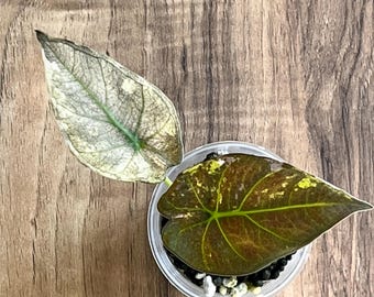 Regal Shield Albo Variegated Alocasia Corm A85 HUGE - Etsy
