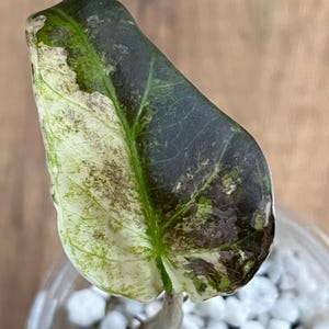 Alocasia Regal Shield Albo Variegated - Etsy