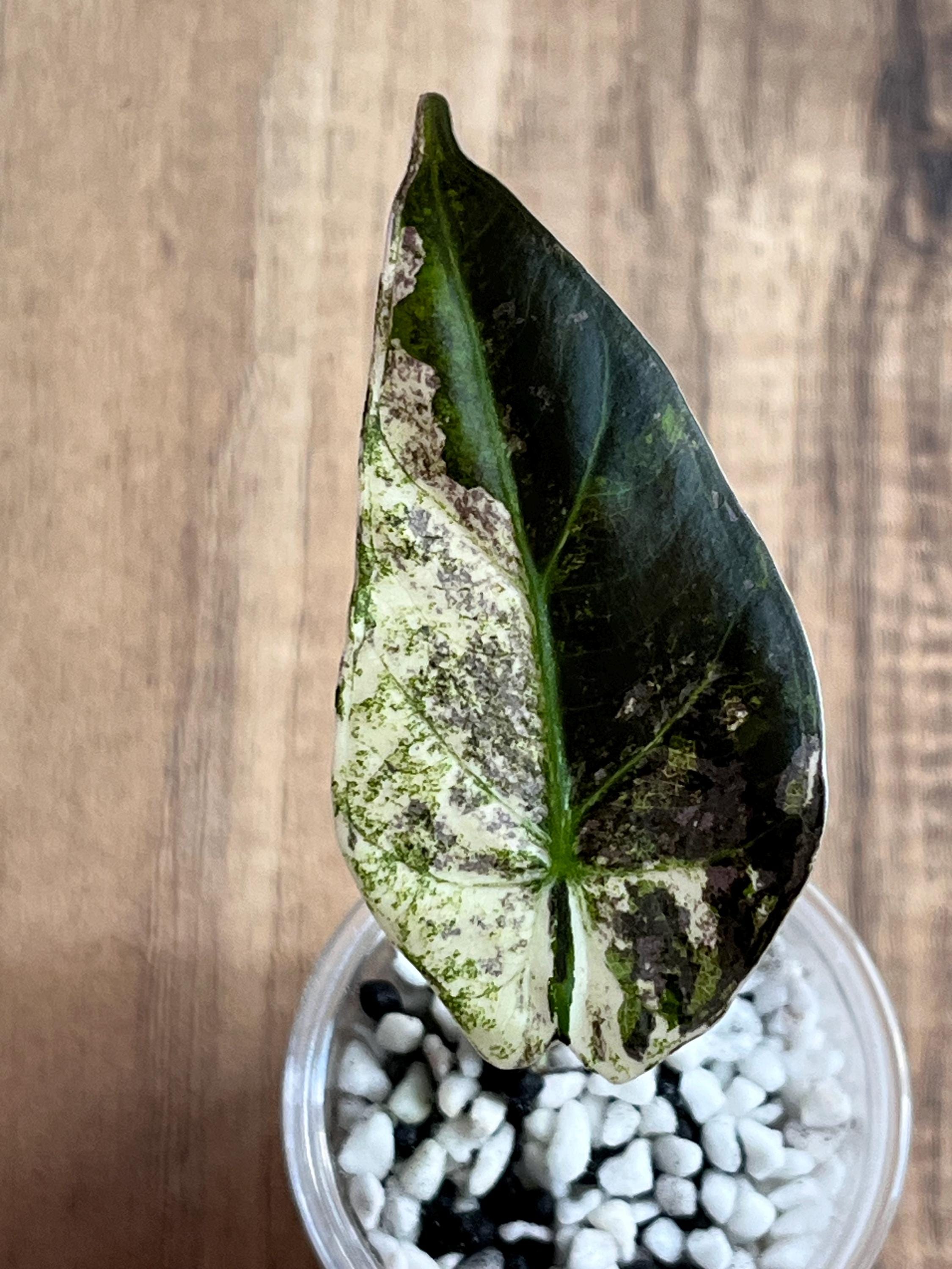 Alocasia Regal Shield Albo Variegated - Etsy