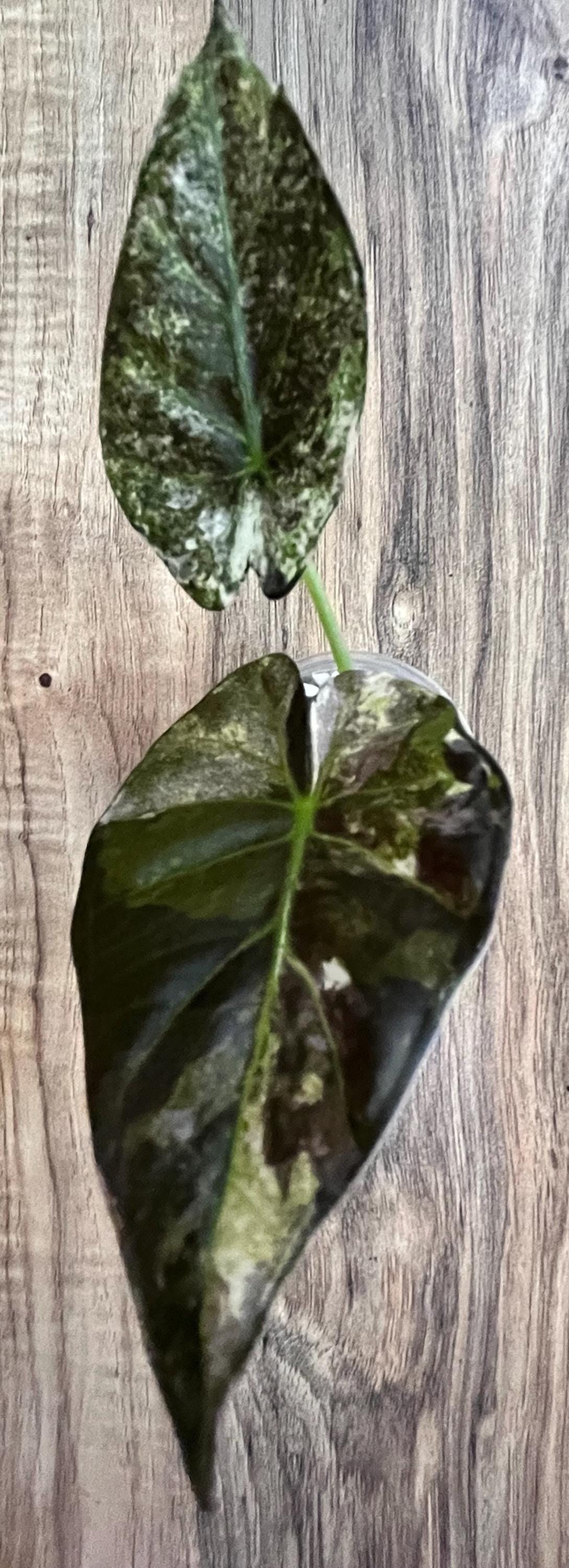 Alocasia Regal Shield Albo Variegated - Etsy