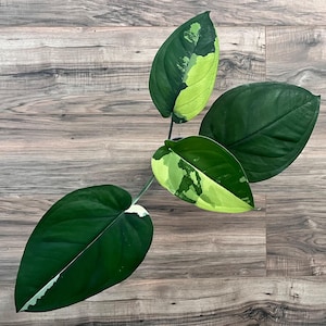 May include: A variegated houseplant with four distinct heart-shaped leaves. The foliage displays a deep forest green base color with prominent patches of creamy yellow and white variegation distributed across the leaf surfaces and edges.