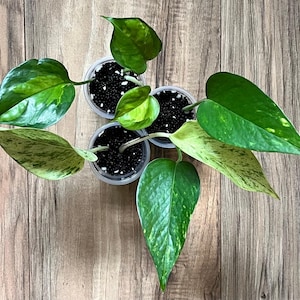 The “Pothos Enthusiast” Bundle