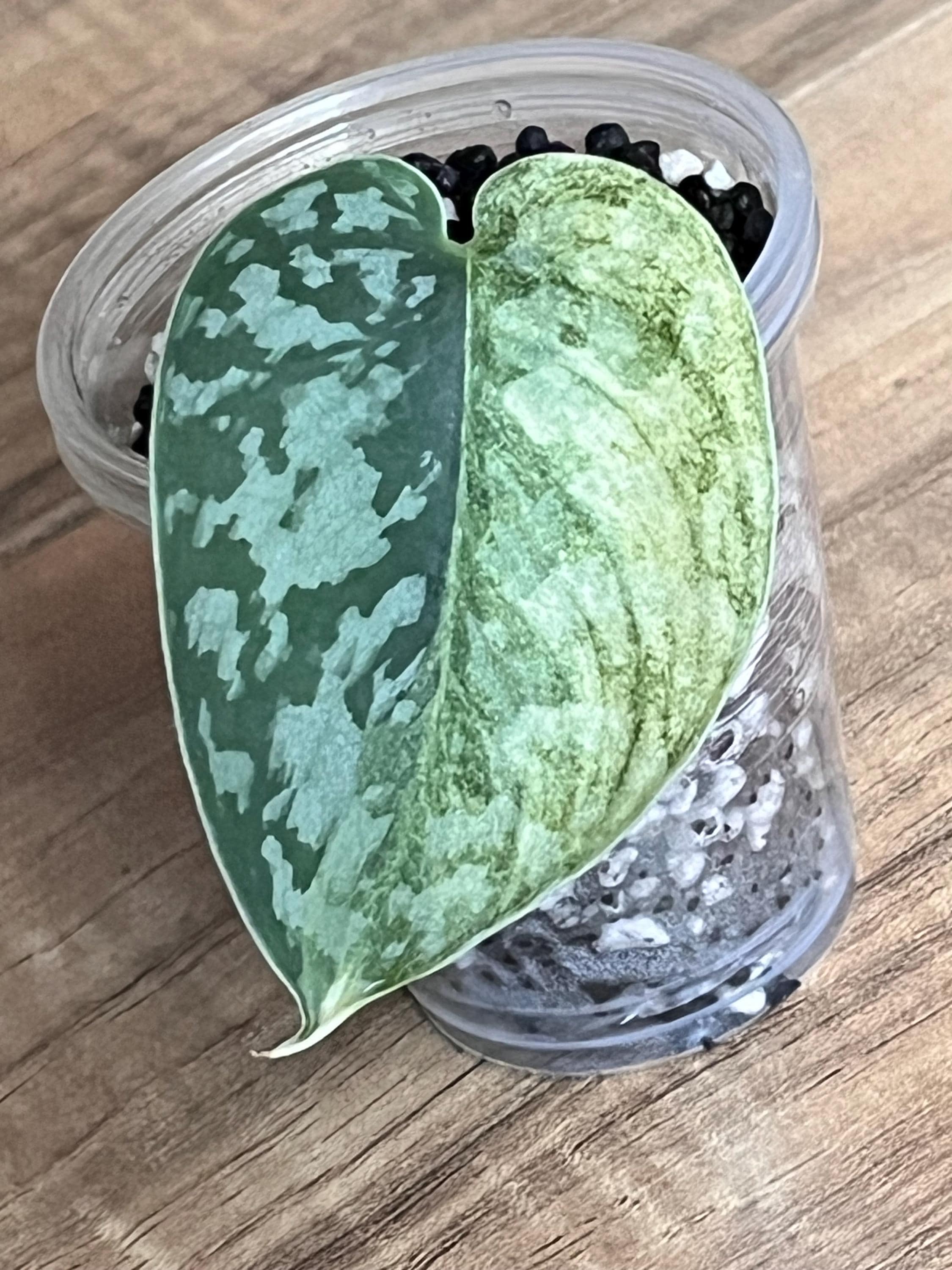 【特価】Scindapsus Lakambini スキンダプサス　ラカンビニ Scindapsus Lakambini - Etsy