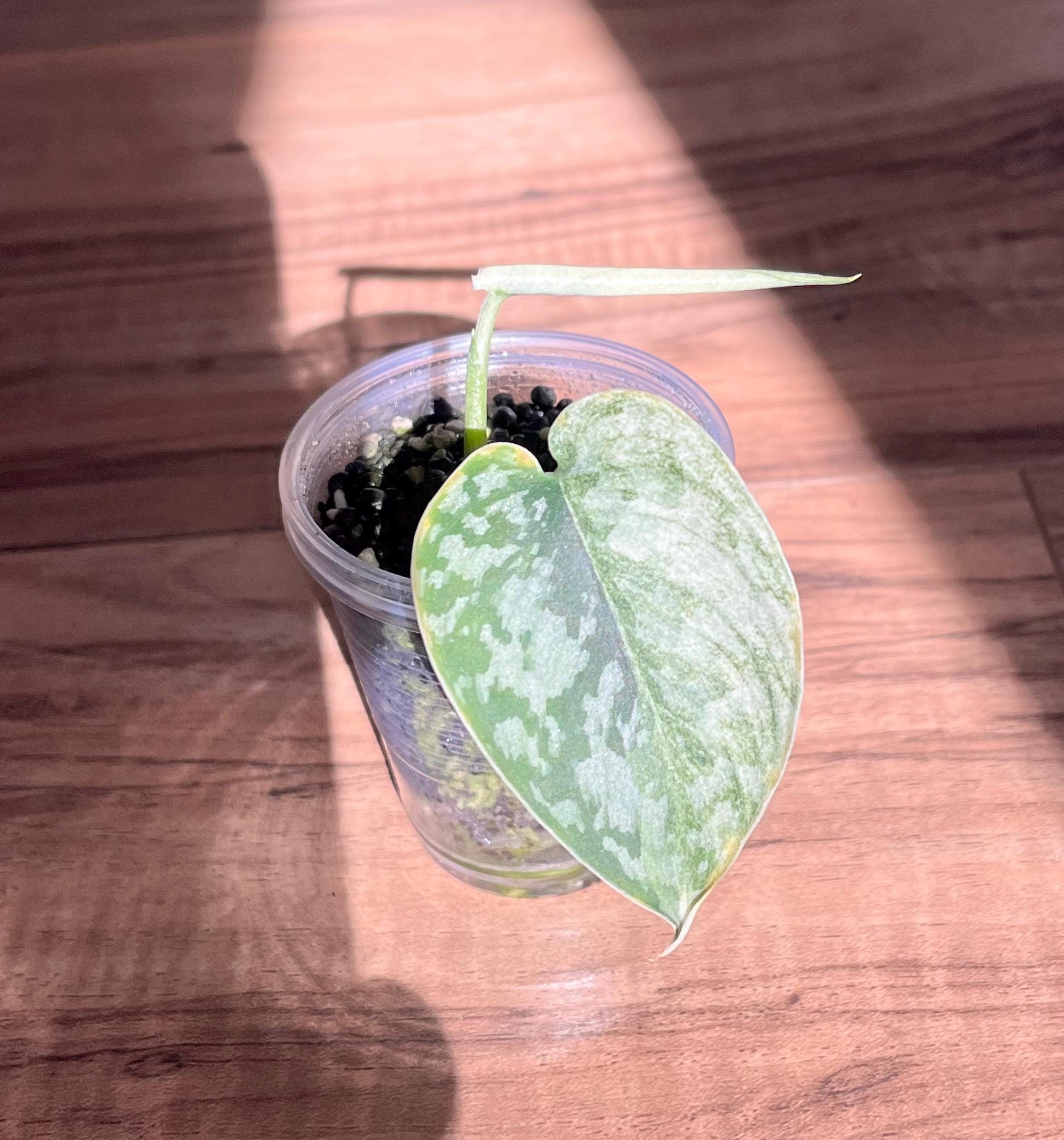 Scindapsus Lakambini - Etsy