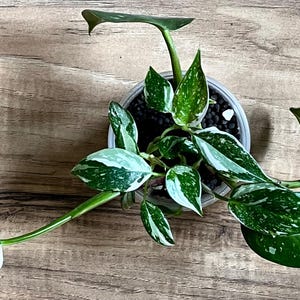 White Princess Philodendron