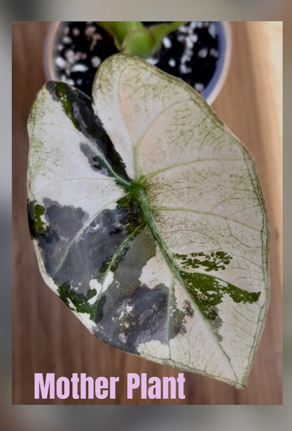 Alocasia Regal Shield Albo - Etsy