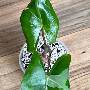 Stingray Plant - Etsy