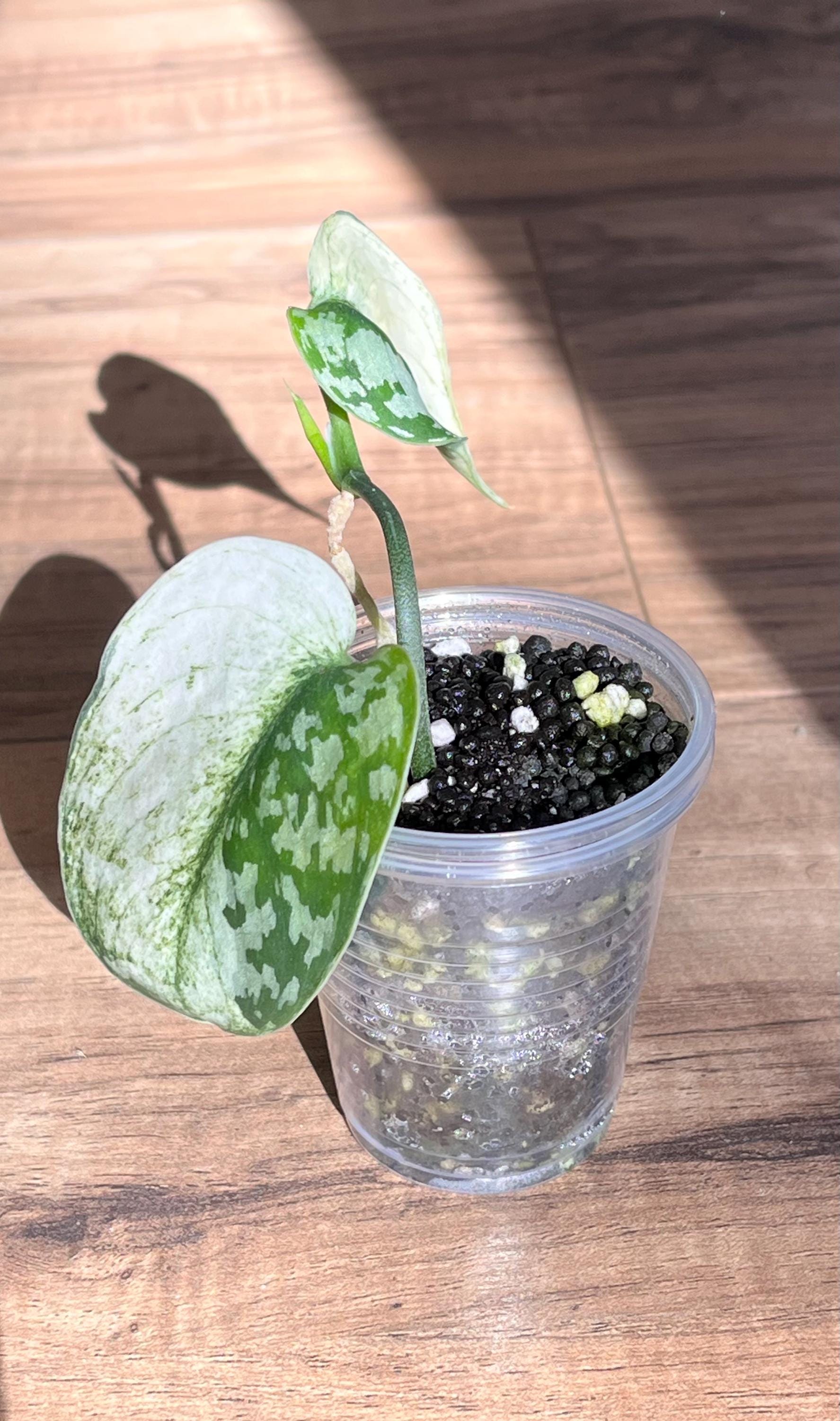 Scindapsus Lakambini - Etsy