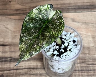 Variegated Alocasia Regal Shield - US Seller, Non-tc, Corm Grown
