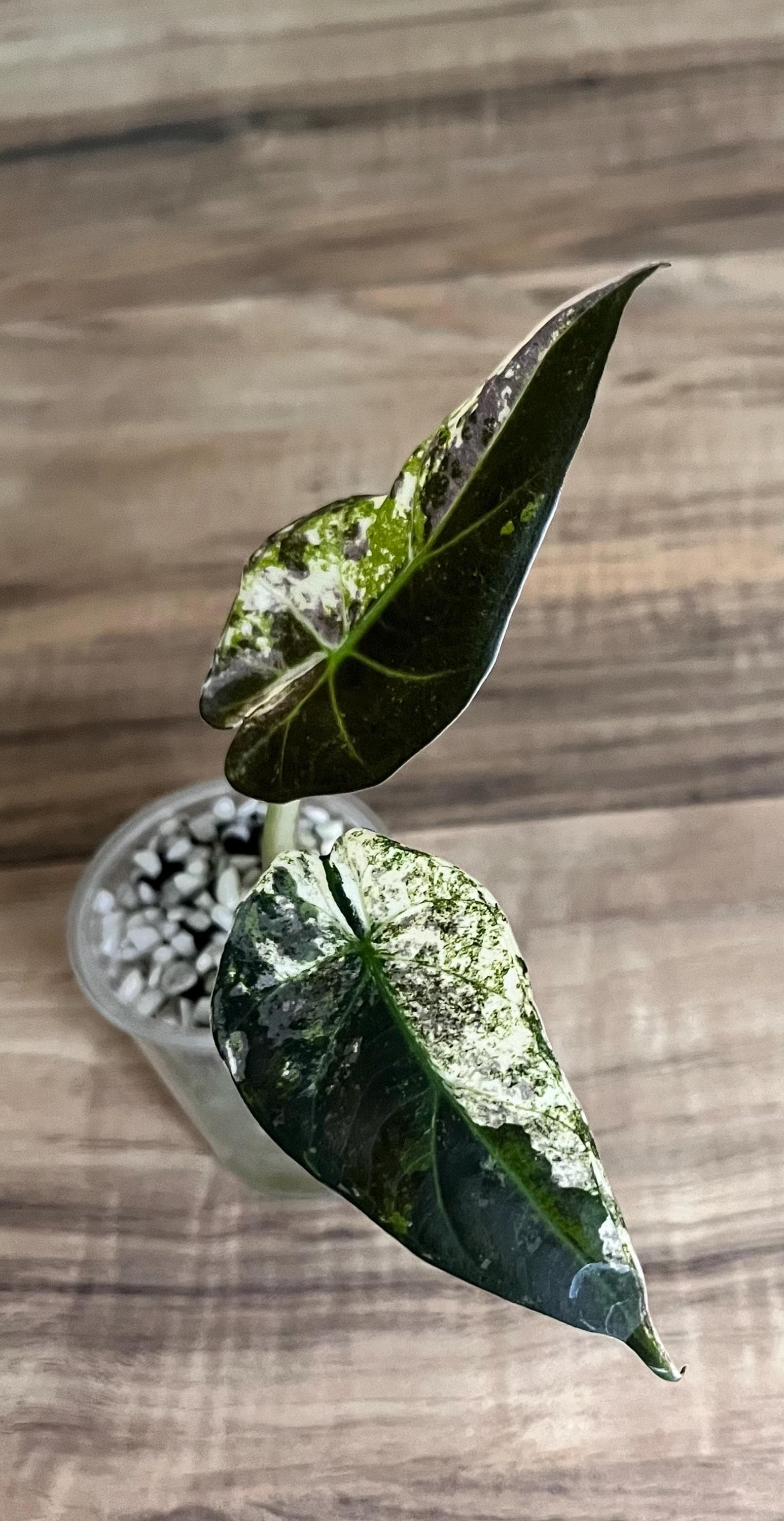 Alocasia Regal Shield Albo Variegated - Etsy