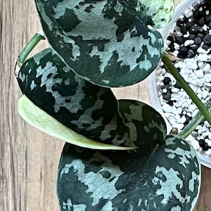 Scindapsus Mayari