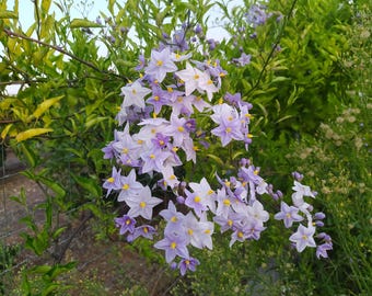 Pode incluir: Close-up de uma planta florida com cachos de flores em forma de estrela, roxo claro e branco, com centros amarelos. A planta é cercada por folhagens verdes e folhas amarelas.