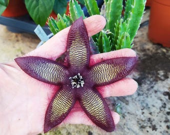 Stapelia gettleffii,roślina