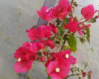 Bougainvillea rot,pflanze