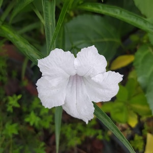 Ruellia Vit, växt