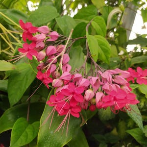 Op de afbeelding: Een tros bloeiende bleeding heart bloemen met levendige rode bloemblaadjes en lichtroze kelkblaadjes. De bloesems zijn gerangschikt in een trapsgewijze formatie met lange, dunne meeldraden, omringd door weelderig, diepgroen blad.