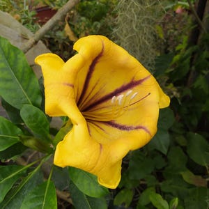 May include: A close-up of a bright yellow flower with dark purple stripes. The flower has a trumpet shape with a ruffled edge and white stamens. Green leaves and stems surround the flower, creating a natural backdrop.