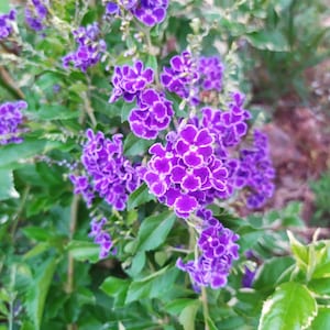 Duranta erecta,plant