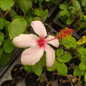 Może przedstawiać: Pojedynczy kwiat hibiskusa z pięcioma jasnoróżowymi płatkami, które przechodzą w głęboki karmazynowy środek. Wyraźny czerwony słupek wystaje na zewnątrz, zakończony żółtym pyłkiem, otoczony żywo zielonymi liśćmi w czarnej plastikowej tacy szkółkarskiej.