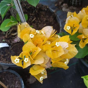 May include: A cluster of vibrant yellow bougainvillea bracts surrounding small white flowers. The plant features thin, papery, golden-yellow petals and green leaves, growing from a dark soil-filled container in a garden setting.