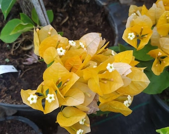 Bougainvillea żółta, roślina