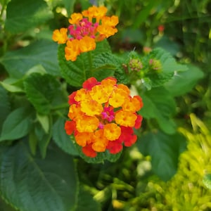 Lantana c. Laranja, planta