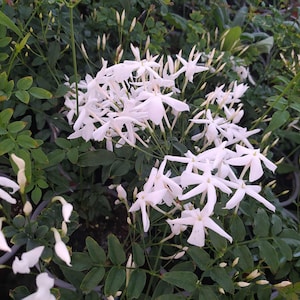 Könnte beinhalten: Nahaufnahme einer Jasminpflanze mit Büscheln weißer, sternförmiger Blüten. Die Blüten stehen in voller Blüte und sind von dunkelgrünen Blättern und Stängeln umgeben. Das Bild ist gut beleuchtet.