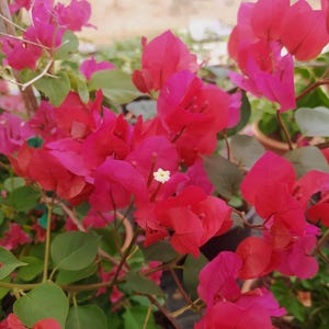 Könnte beinhalten: Eine leuchtende Bougainvillea-Pflanze mit Büscheln aus hellrosa, papierartigen Hochblättern, die kleine, weiße, sternförmige Blüten umgeben. Die Pflanze hat zahlreiche grüne, ovale Blätter an dünnen, holzigen Stielen, die ein dichtes Blütenbild erzeugen.